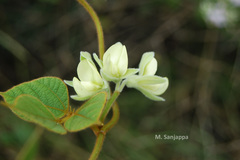 Dunbaria ferruginea